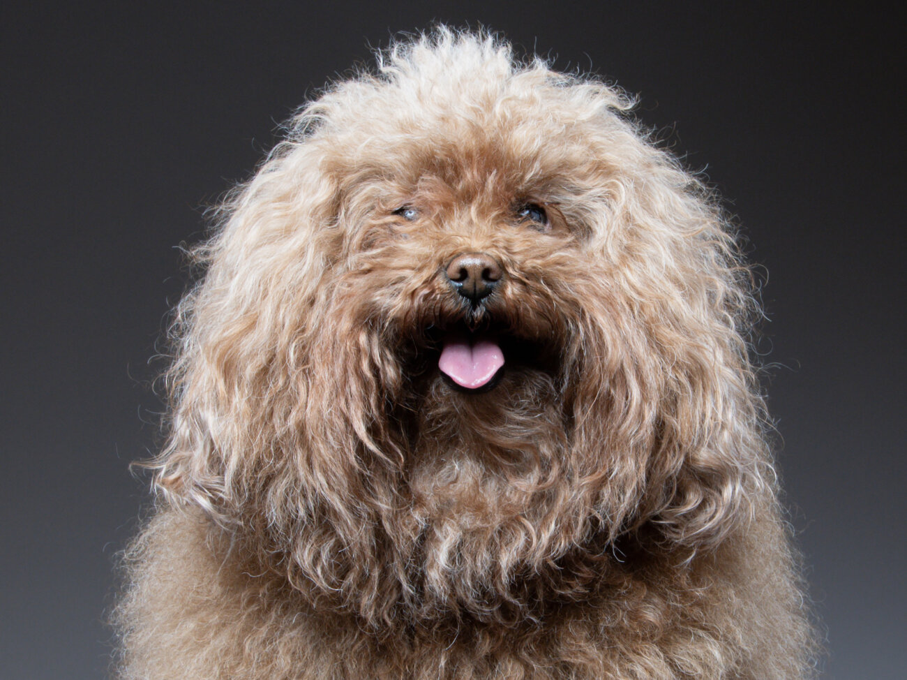 Toy Poodle Lifeとは | Toy Poodle Life [トイプードルライフ]