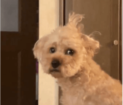 リクエストトイプードル作品 寝ぐせのクセ強すぎるw」「落ち武者…!?」ボサボサ頭でママを待つトイ