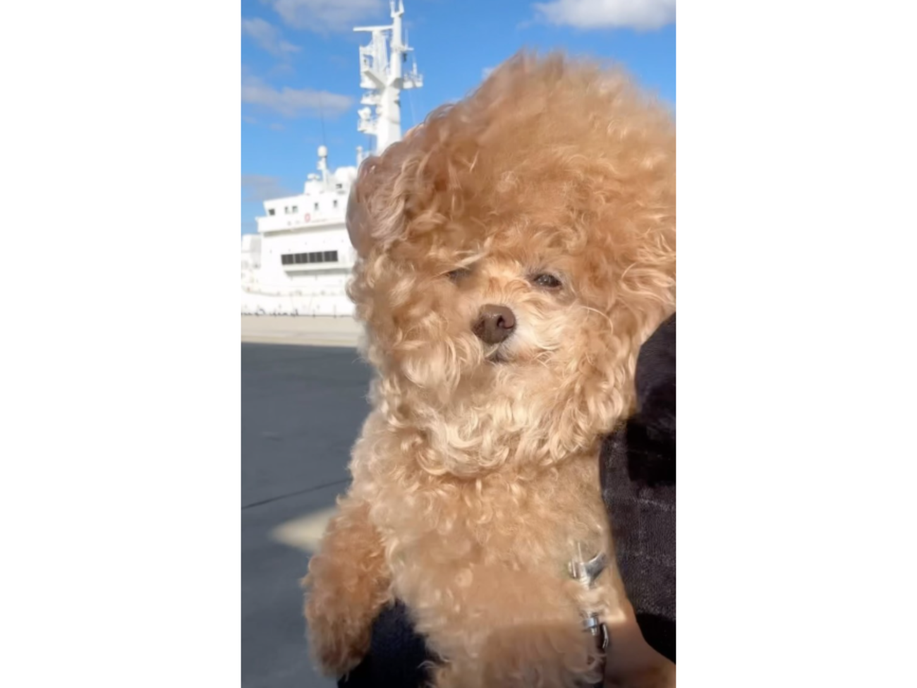 もう…なるようになれ…）強風に煽られて半ば諦め顔のトイプードル。哀愁