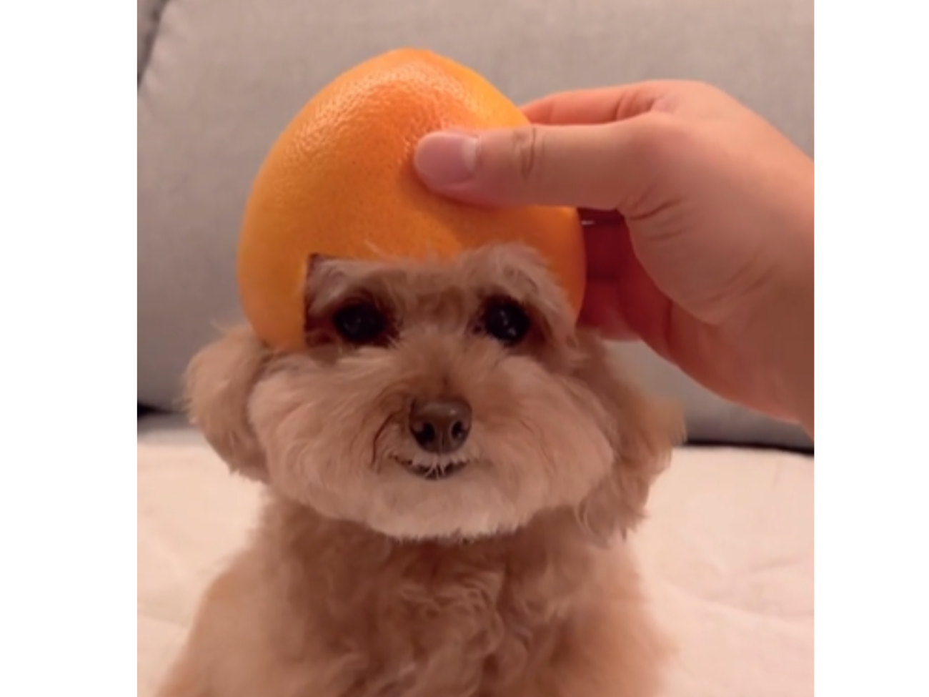 飼い主「いっちょあがり！」「…!?」トイプードルの頭にみかんの帽子が
