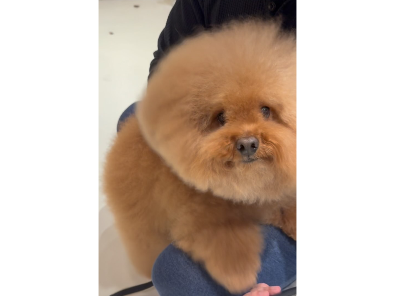 最強“フワもこボディ”で大注目！トイプードルの「どんぐりくん」を知っ