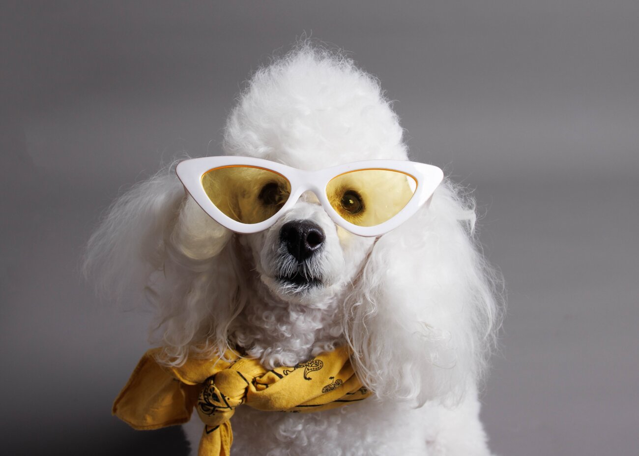 令和最新版】ホワイト（白）トイプードルの特徴や性格は？似合うカット